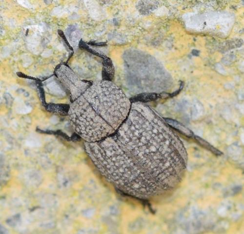 Minyops carinatus